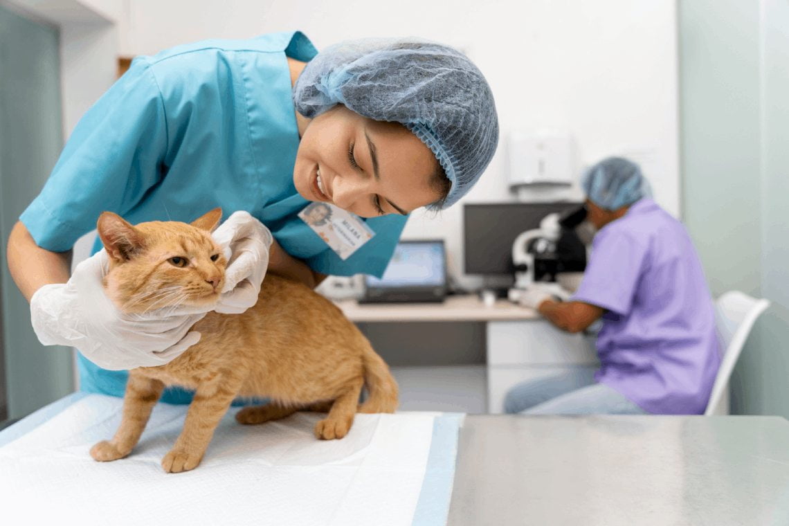 Cek ke Dokter Hewan Sebelum Membawa Kucing Perjalanan Jauh