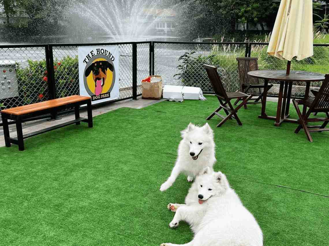 Rekomendasi Dog Park di Jakarta